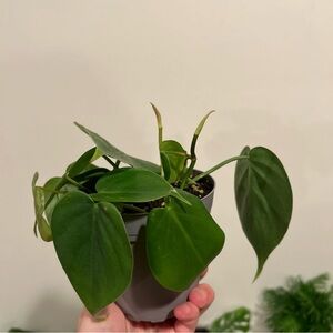 LIVE PLANT Heart leaf philodendron